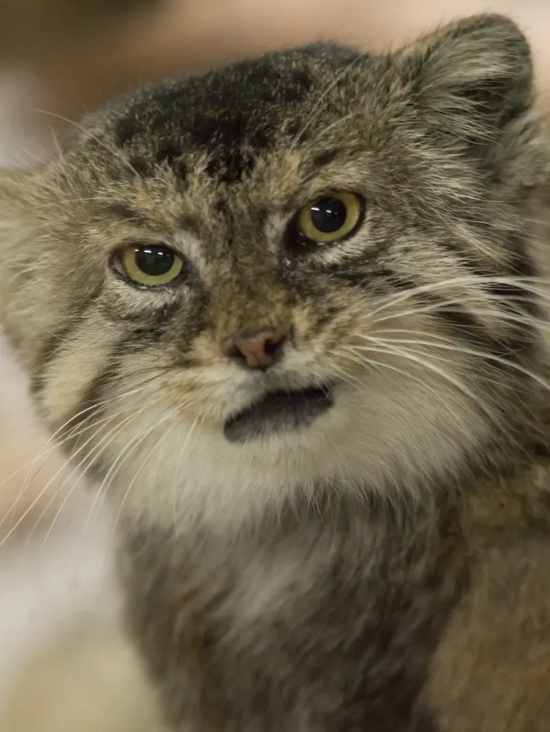 A photograph of Primula in Ueno Zoological Gardens