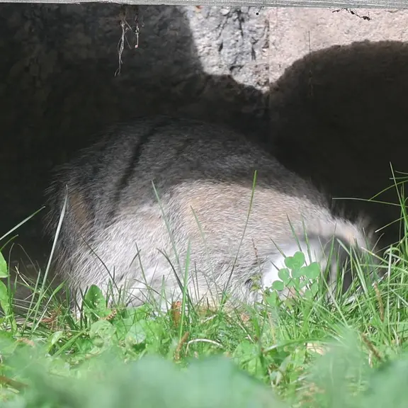 A photograph of a Pallas's cat in Moscow zoo