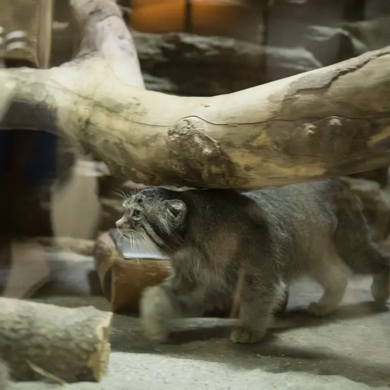 A photograph of Klyon in Ueno Zoological Gardens