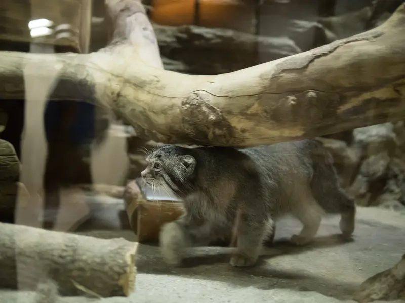 A photograph of Klyon in Ueno Zoological Gardens