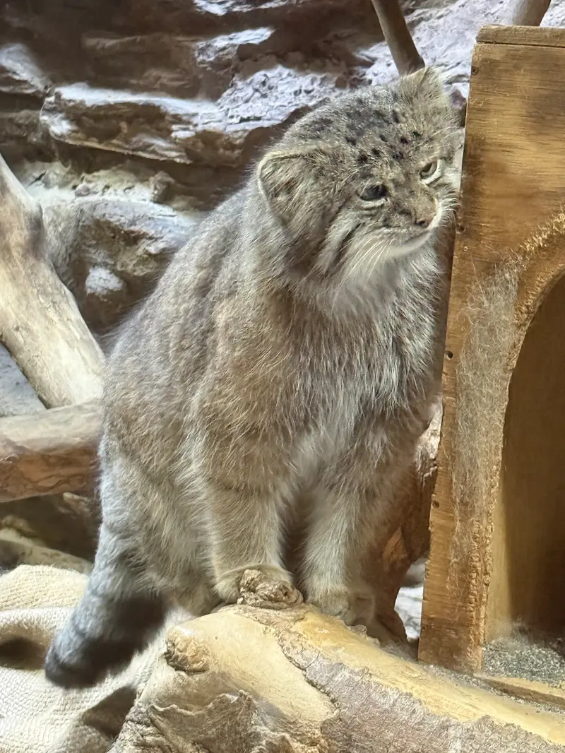 A photograph of Klyon in Ueno Zoological Gardens