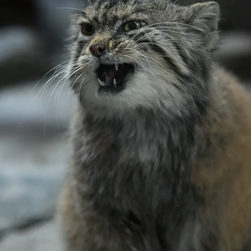 A photograph of Primula in Ueno Zoological Gardens