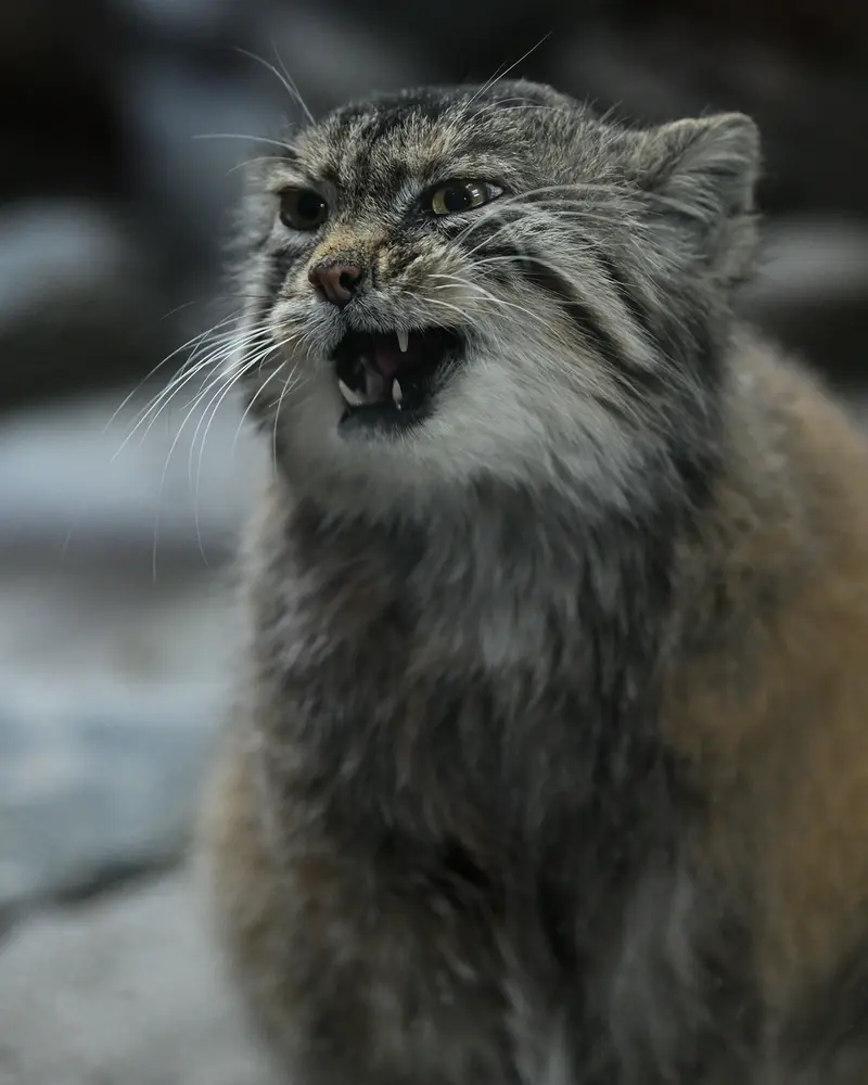 A photograph of Primula in Ueno Zoological Gardens