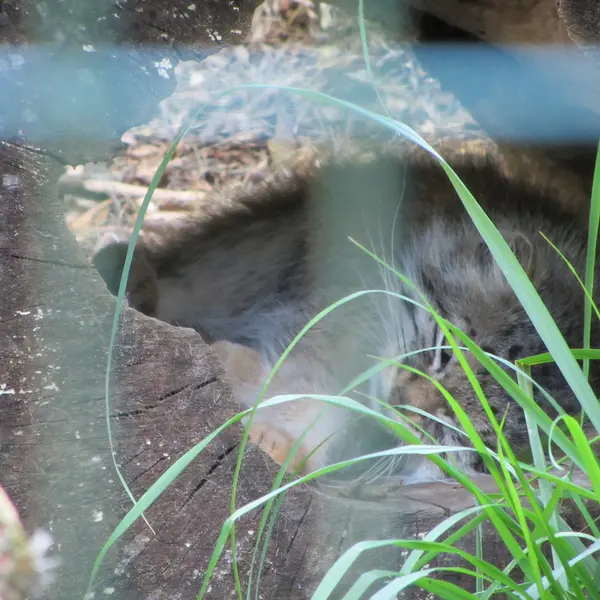A photograph of Manni in Dessau Zoo