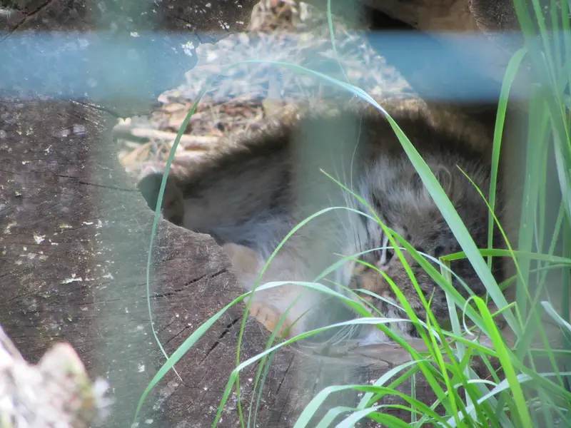 A photograph of Manni in Dessau Zoo