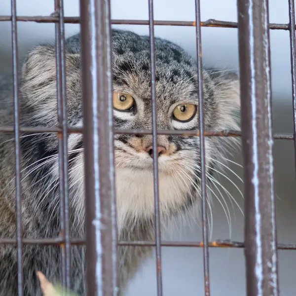 A photograph of Figa in Nogeyama Zoo