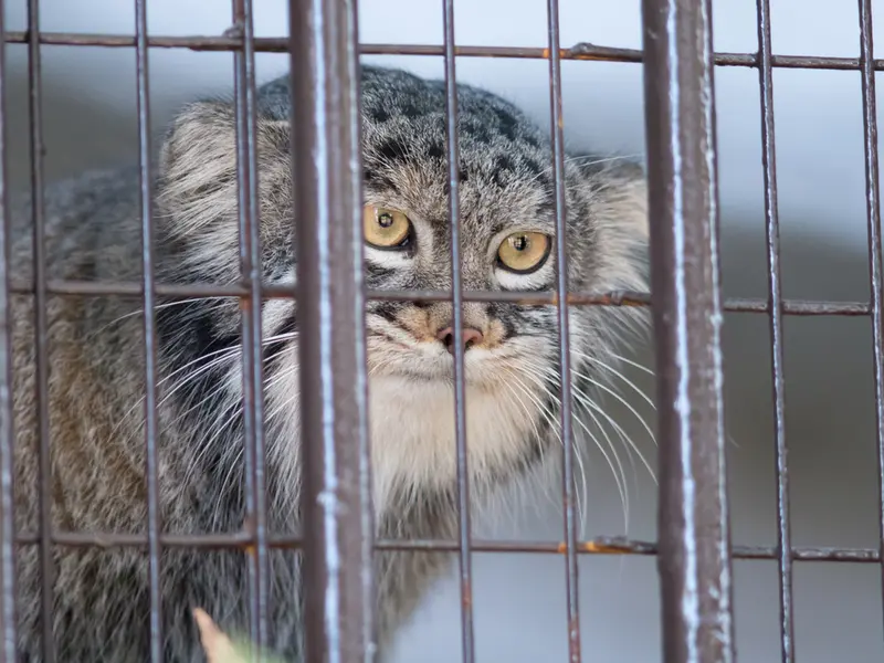 A photograph of Figa in Nogeyama Zoo