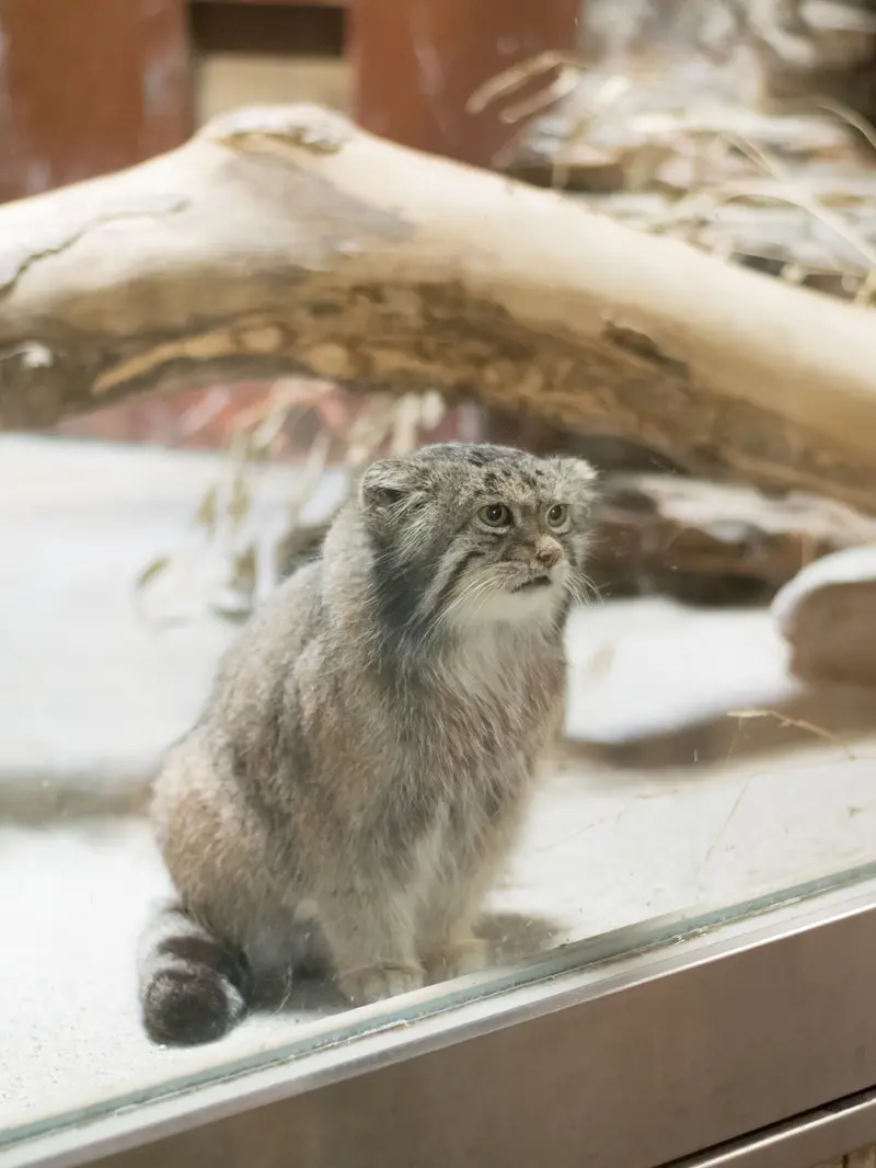 A photograph of Klyon in Ueno Zoological Gardens