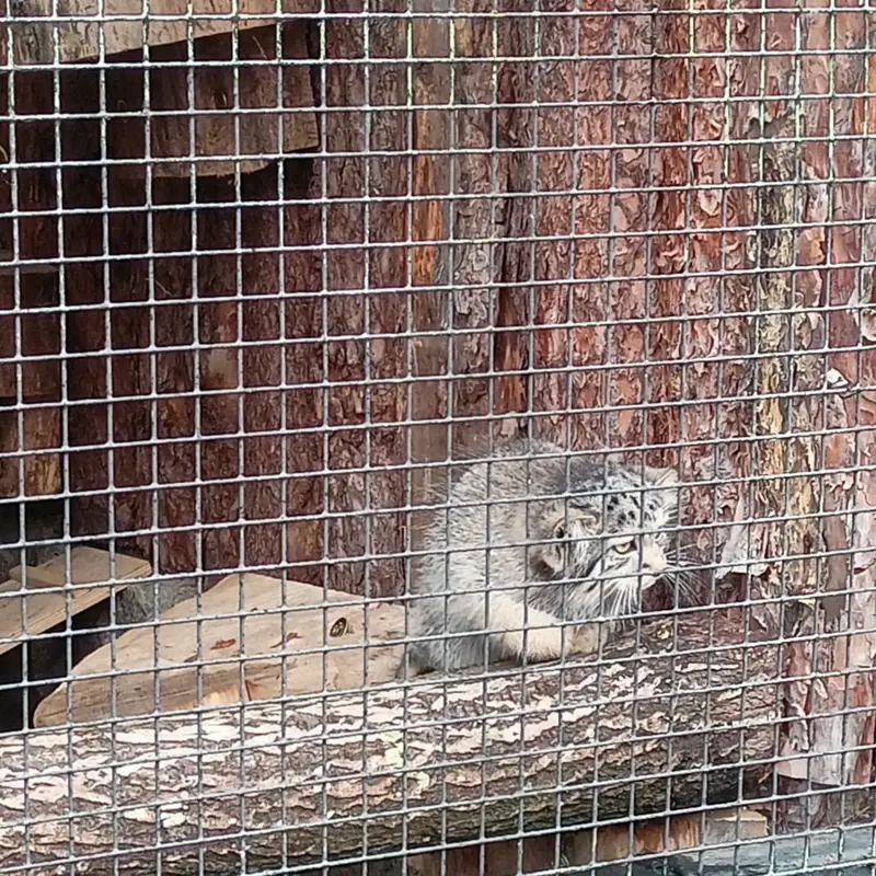 A photograph of a Pallas's cat