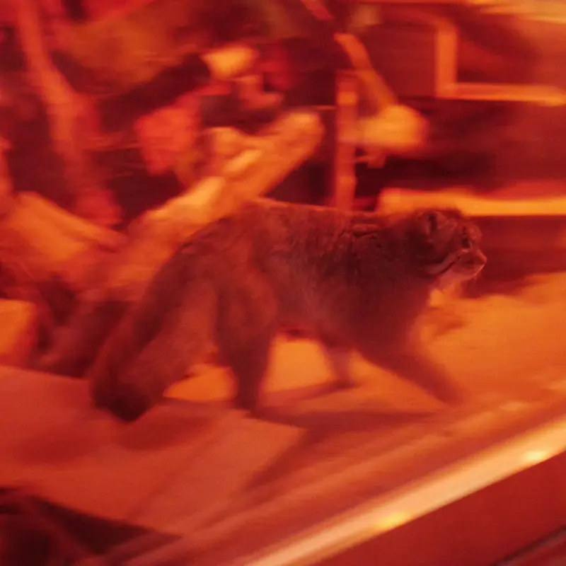 A photograph of Naim in Ueno Zoological Gardens