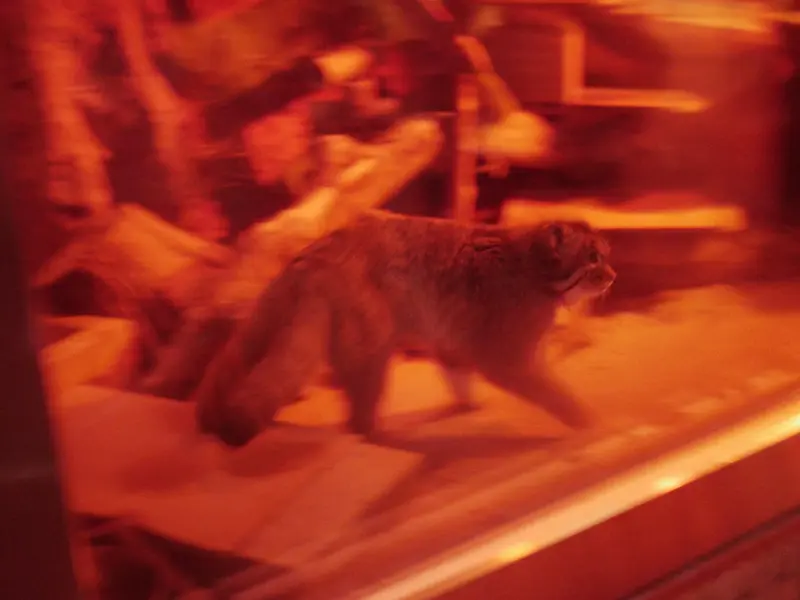 A photograph of Naim in Ueno Zoological Gardens