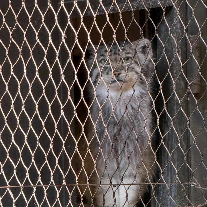 A photograph of Batu in Prospect Park Zoo