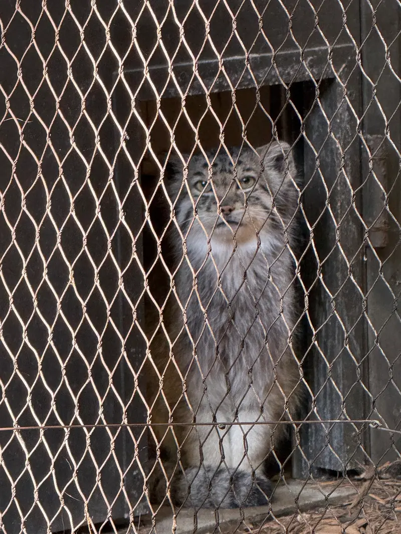 A photograph of Batu in Prospect Park Zoo