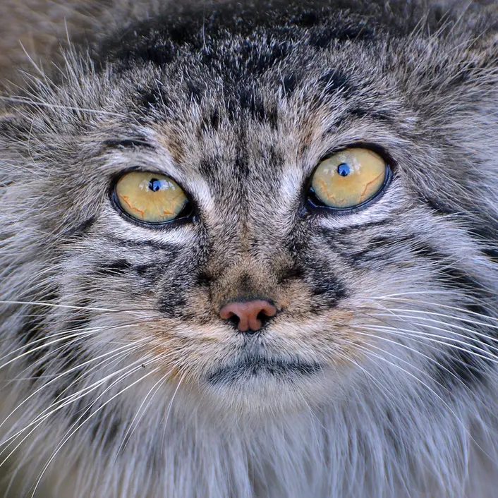 A photograph of Tula in The Big Cat Sanctuary