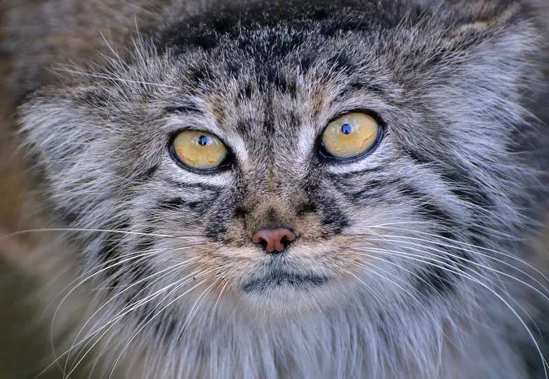 A photograph of Tula in The Big Cat Sanctuary