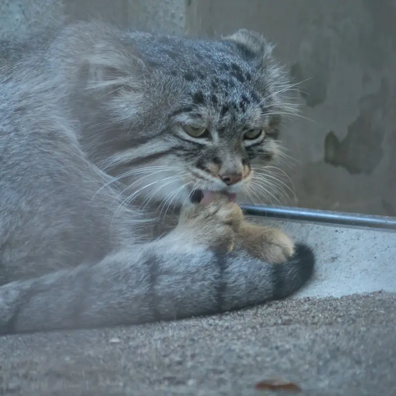 A photograph of Figa in Nogeyama Zoo