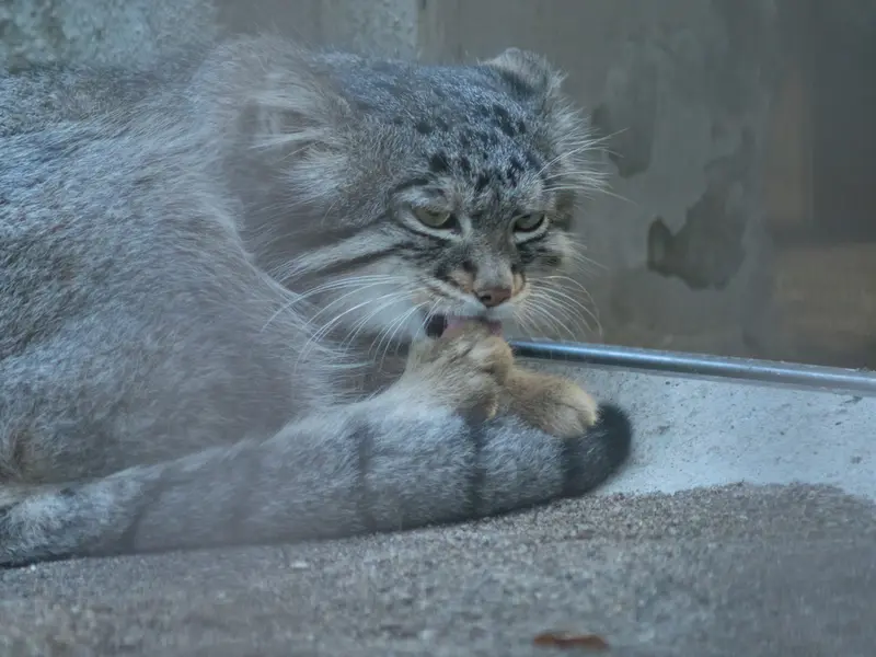 A photograph of Figa in Nogeyama Zoo