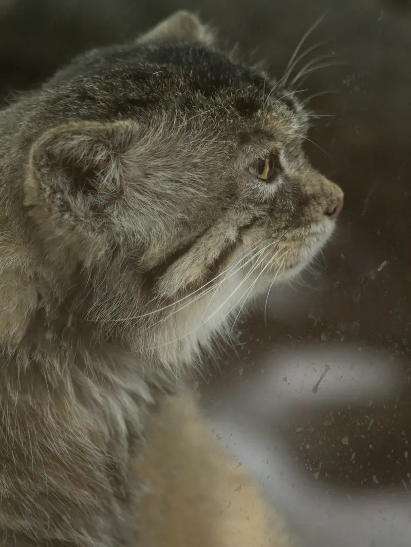 A photograph of Primula in Ueno Zoological Gardens