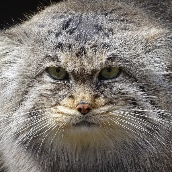 A photograph of Bjorn in Riga Zoo