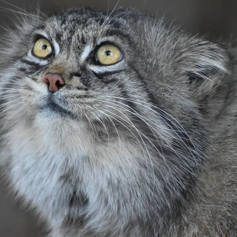 A photograph of a Pallas's cat