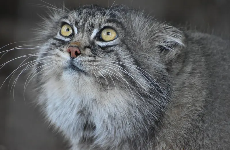 A photograph of a Pallas's cat