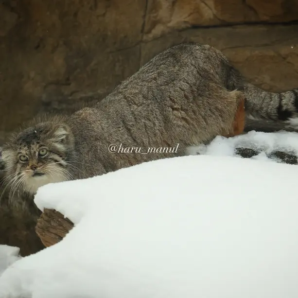 A photograph of Polly in Nasu Animal Kingdom