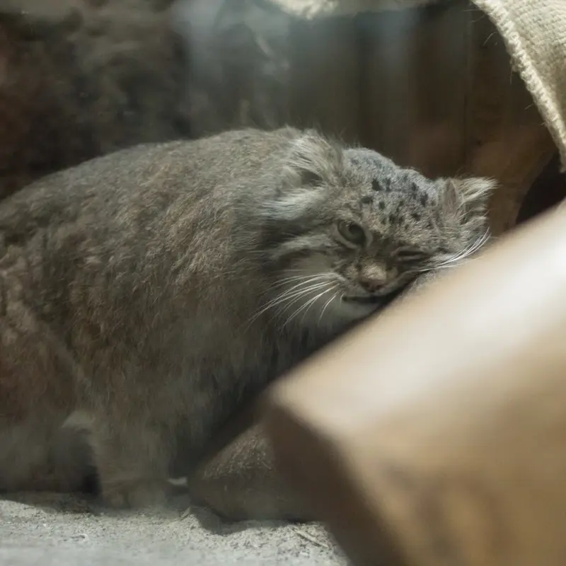 A photograph of Klyon in Ueno Zoological Gardens