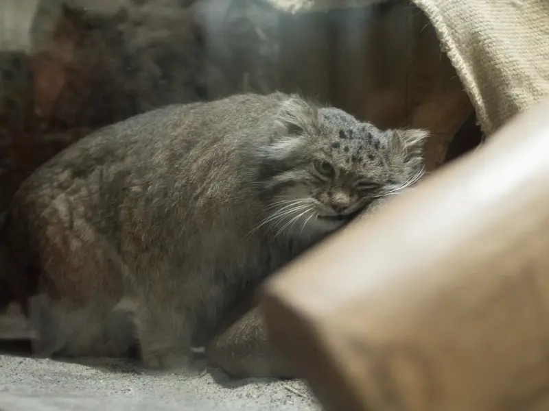 A photograph of Klyon in Ueno Zoological Gardens