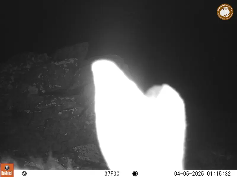 A photograph of Hare from Karashoky camera trap