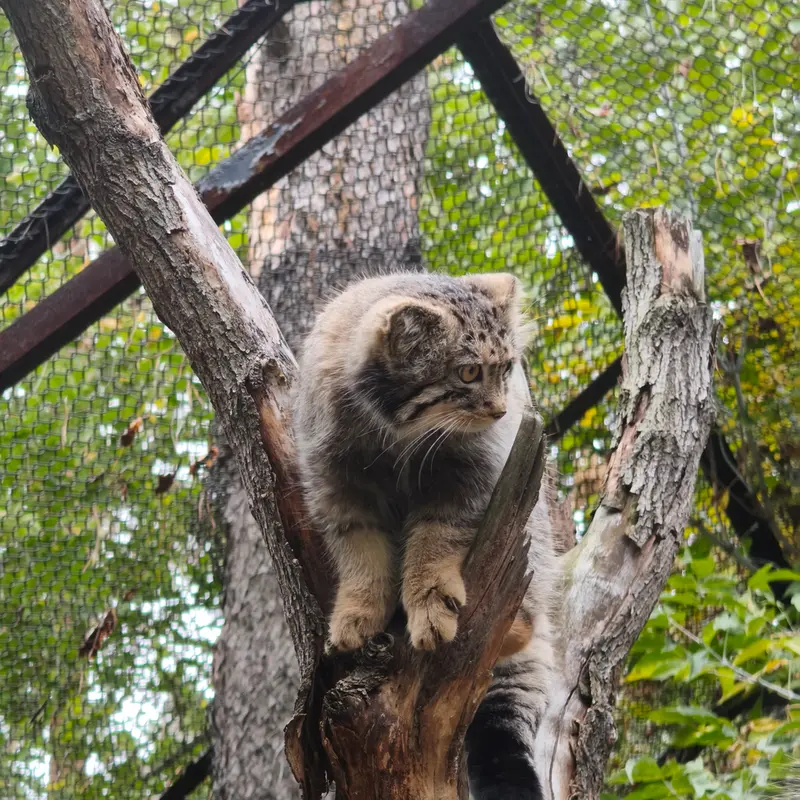 A photograph of a Pallas's cat in Novosibirsk Zoo