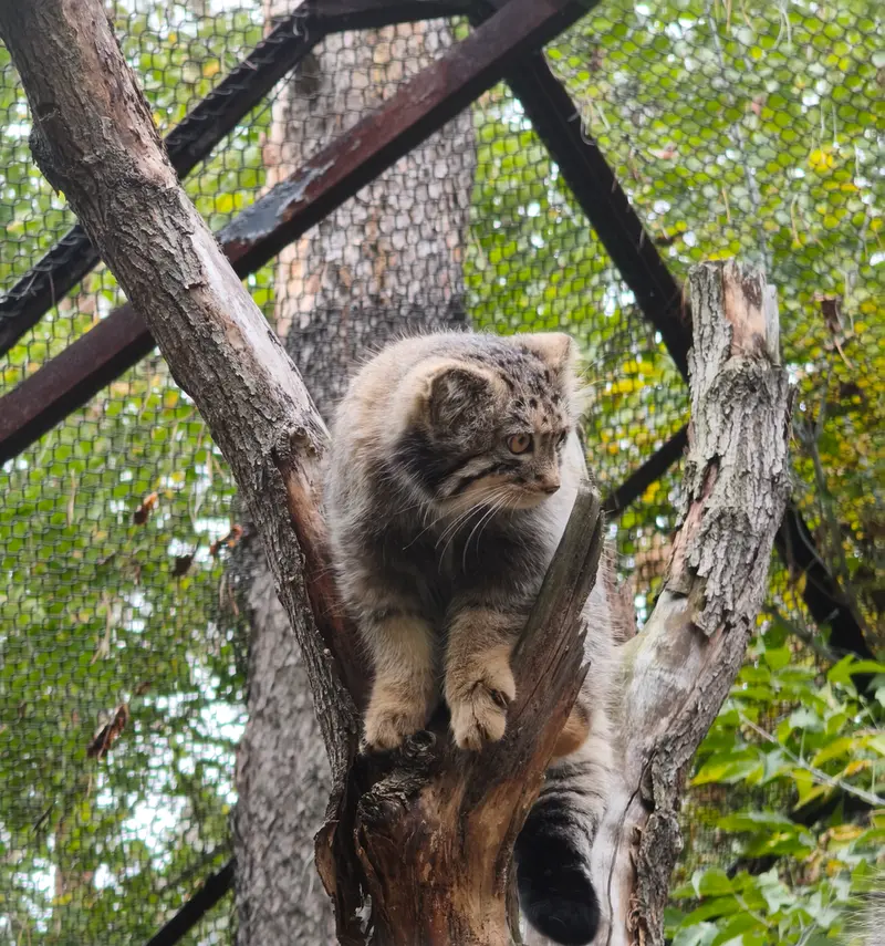 A photograph of a Pallas's cat in Novosibirsk Zoo