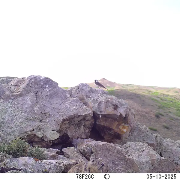 A photograph of Pika from Besshoky 1 camera trap