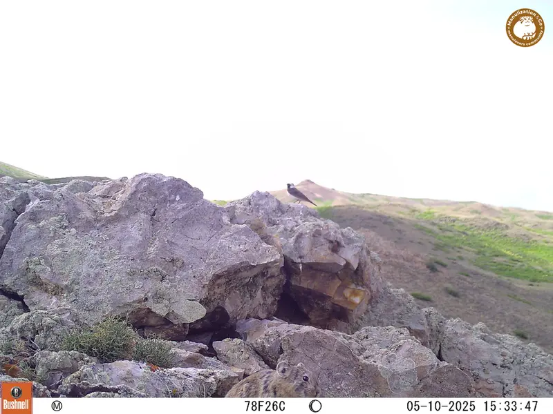 A photograph of Pika from Besshoky 1 camera trap