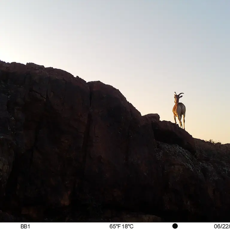 A photograph of Argali from Aktas-Kunkora [new] camera trap
