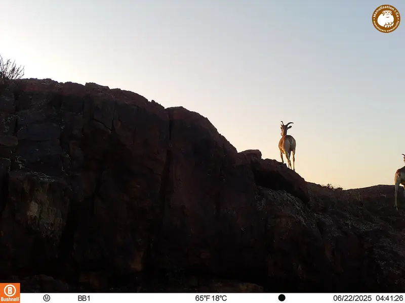 A photograph of Argali from Aktas-Kunkora [new] camera trap