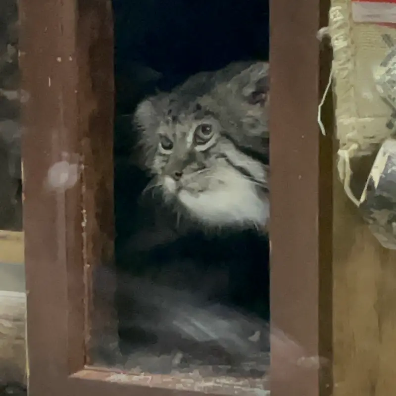 A photograph of Klyon in Ueno Zoological Gardens