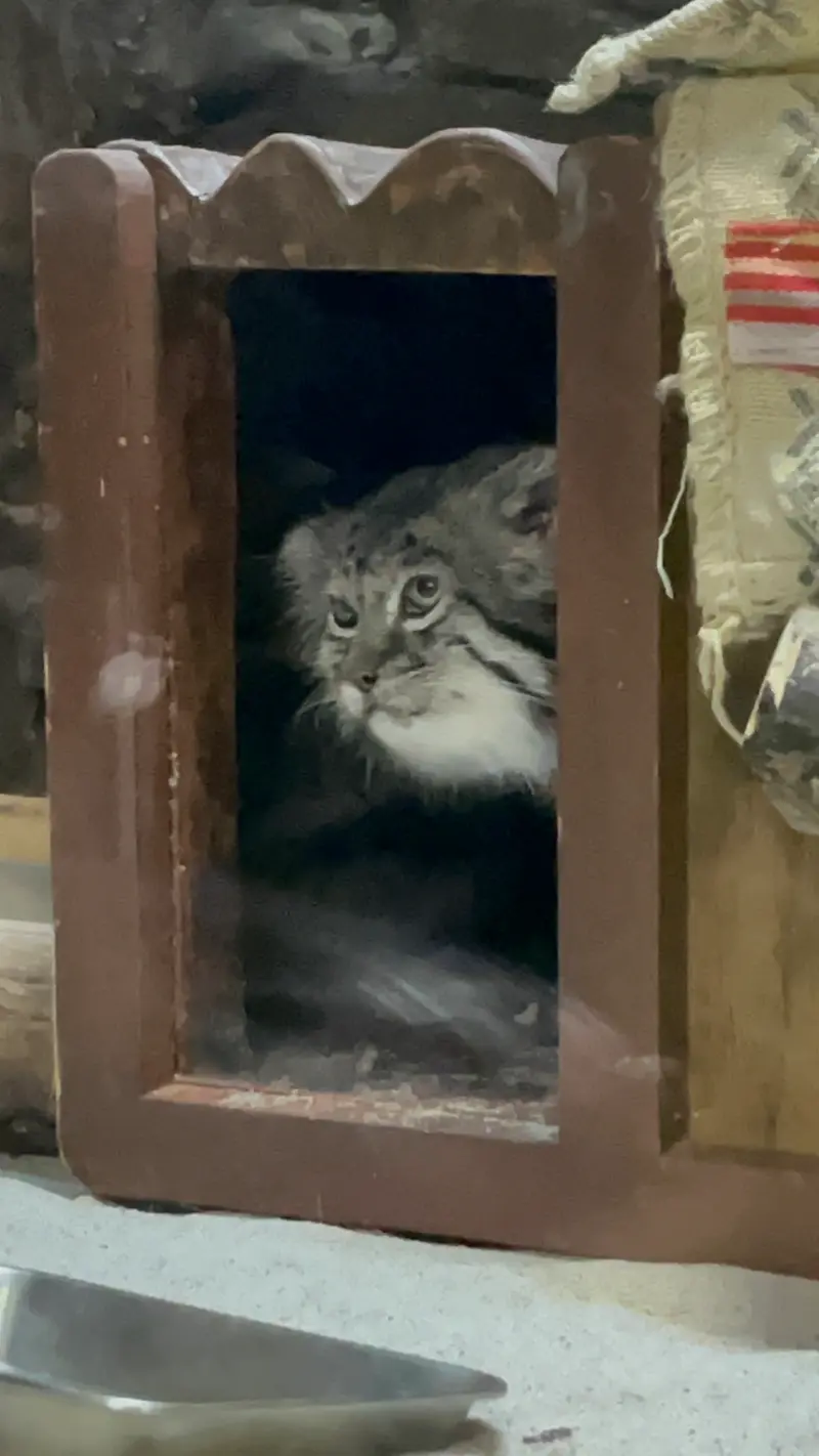 A photograph of Klyon in Ueno Zoological Gardens