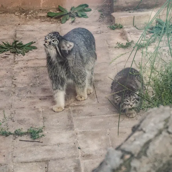 A photograph of Sun Xiaomei in Qinghai-Tibet Plateau Wildlife Zoo