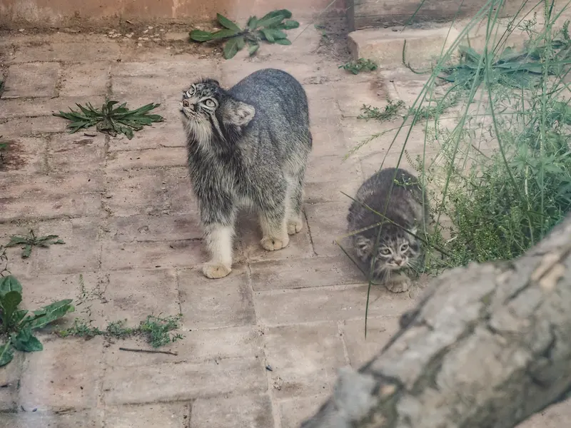 A photograph of Sun Xiaomei in Qinghai-Tibet Plateau Wildlife Zoo
