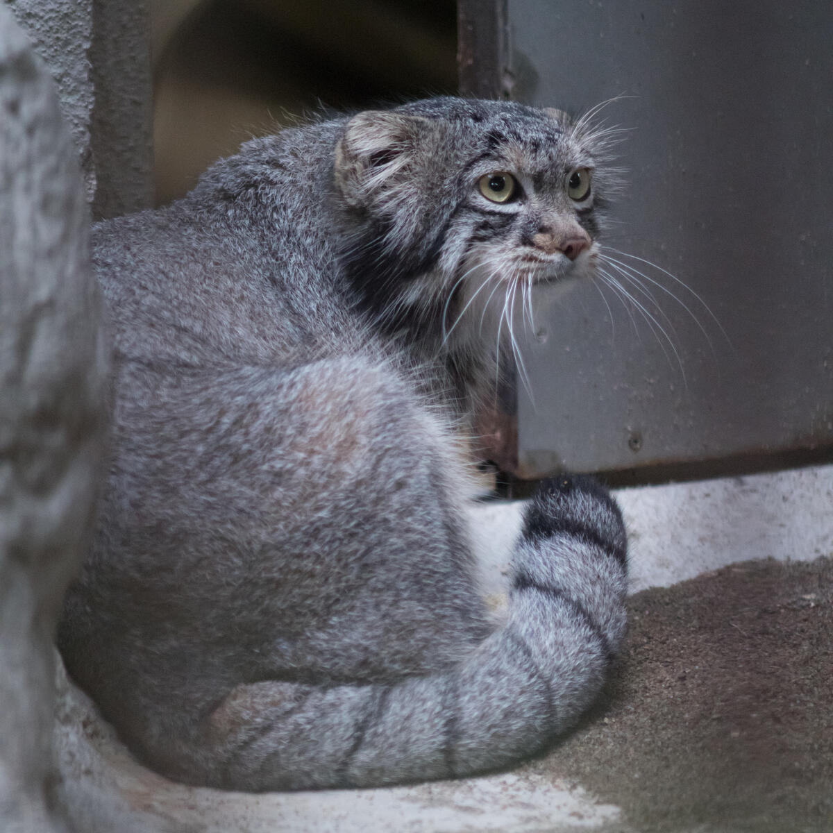 A Photograph Of Figa In Nogeyama Zoo Manulization Pallas s Cats a-photograph-of-figa-in-nogeyama-zoo-manulization-pallas-s-cats