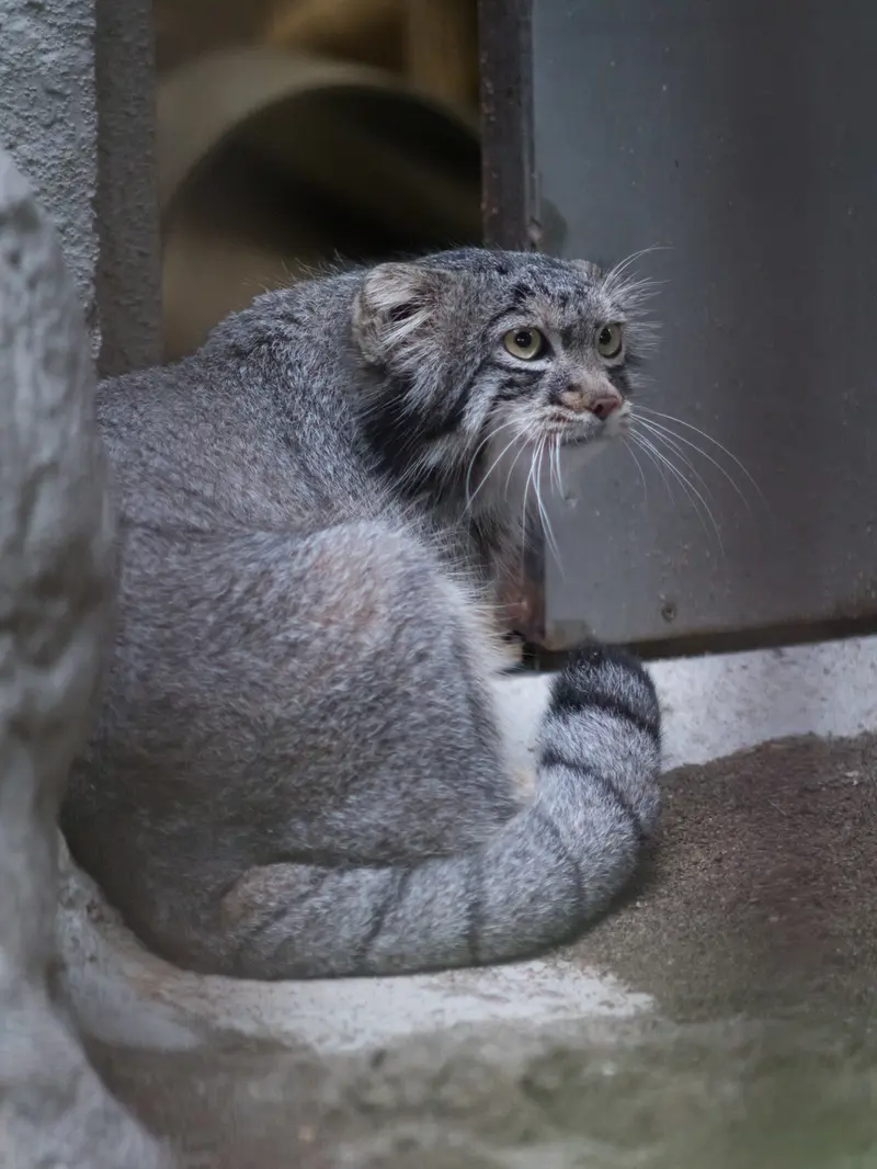 A photograph of Figa in Nogeyama Zoo