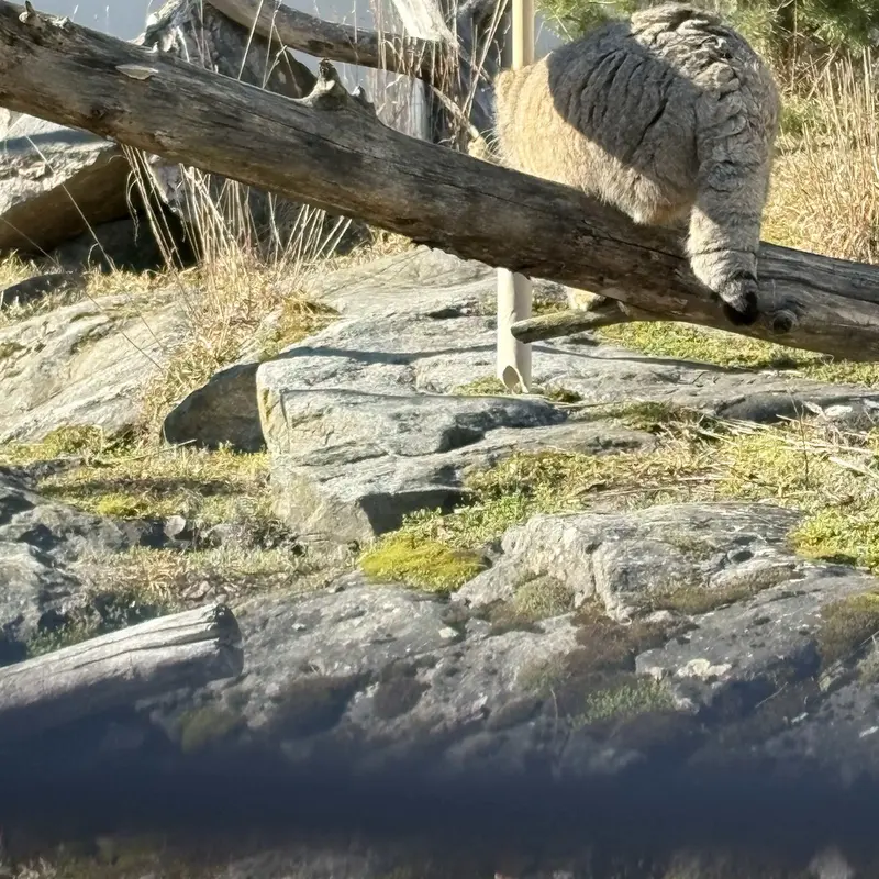 A photograph of Mimi in Korkeasaari Zoo
