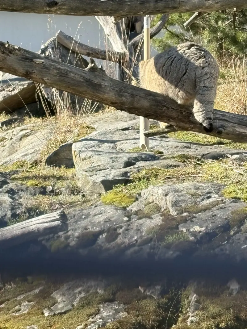 A photograph of Mimi in Korkeasaari Zoo