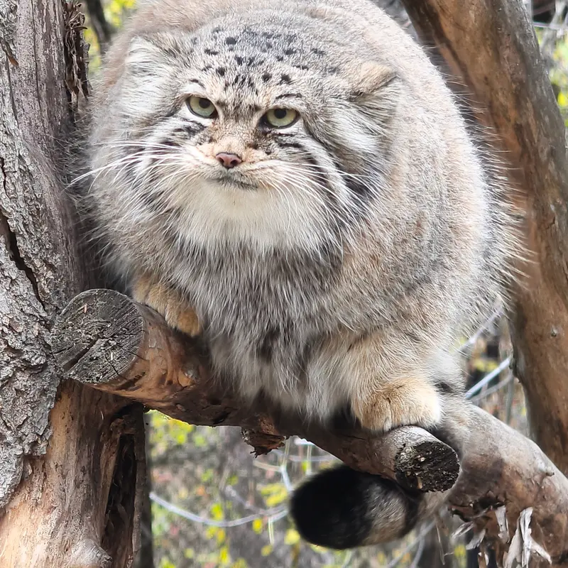 A photograph of Eve in Novosibirsk Zoo