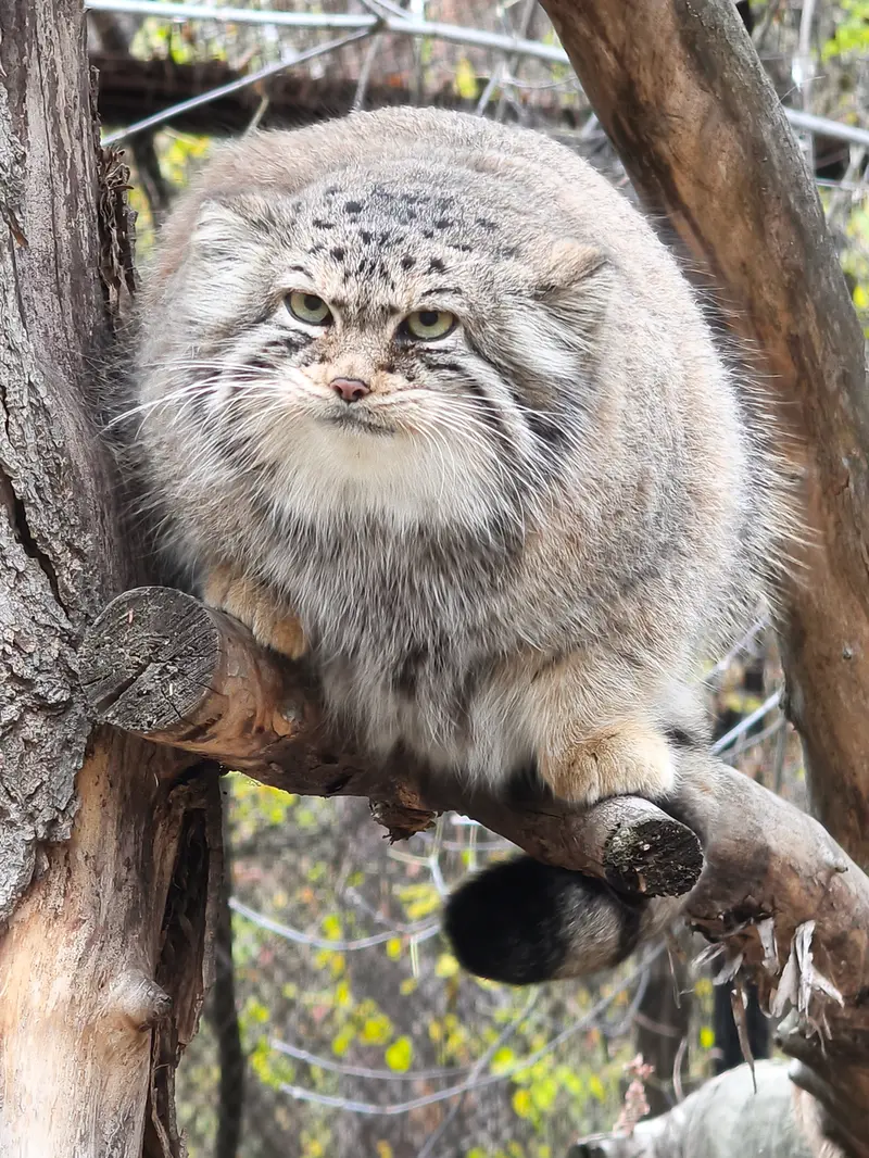 A photograph of Eve in Novosibirsk Zoo