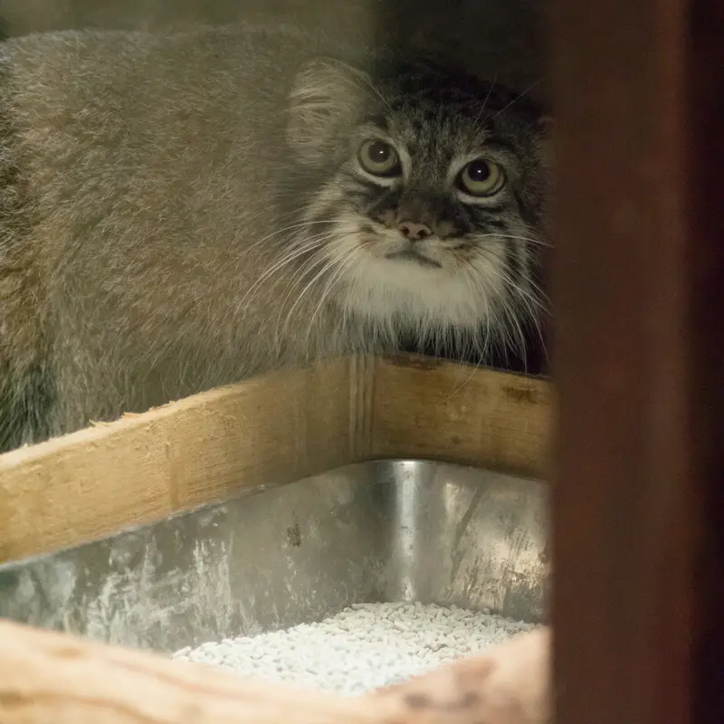 A photograph of Shafran in Ueno Zoological Gardens