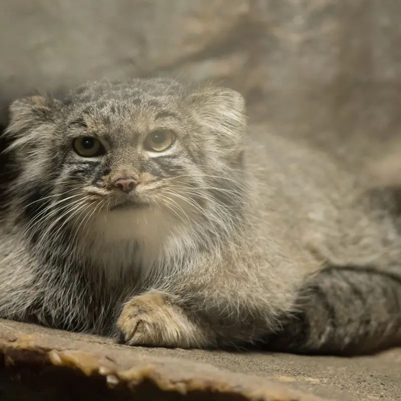 A photograph of Shafran in Ueno Zoological Gardens
