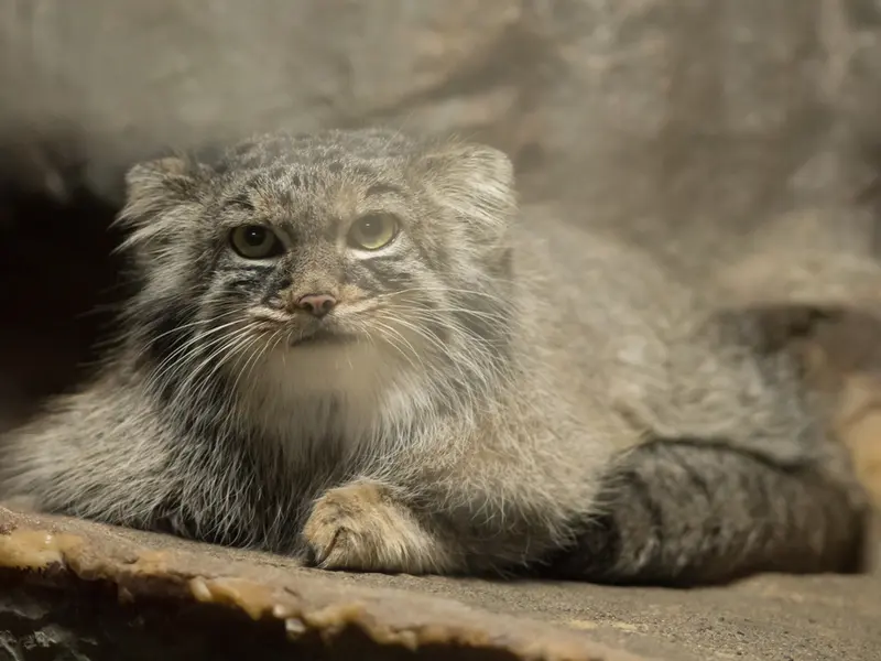A photograph of Shafran in Ueno Zoological Gardens