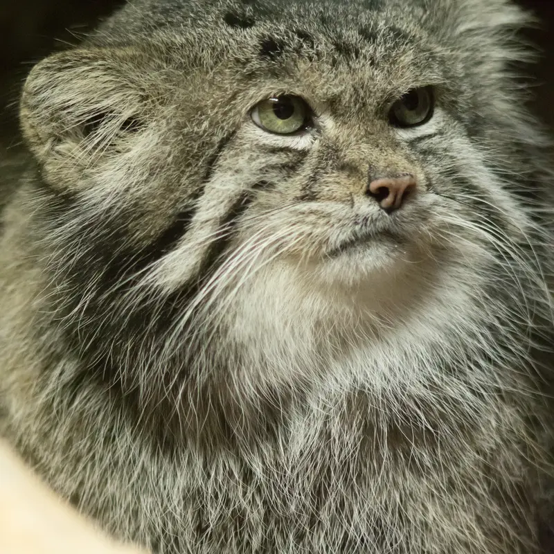 A photograph of Klyon in Ueno Zoological Gardens