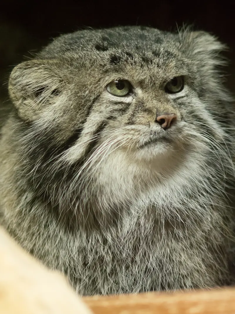 A photograph of Klyon in Ueno Zoological Gardens